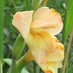 Gladiolus-dalenii-Salmon