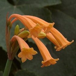 cyrtanthus alexandra