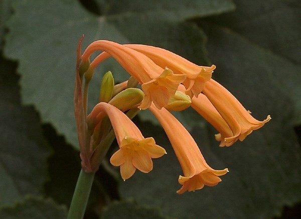 cyrtanthus alexandra