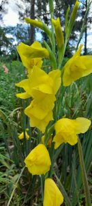 Gladiolus dalenii "Yellow"
