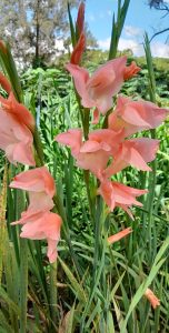 Gladiolus dalenii "Pink"