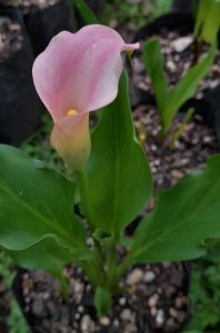 pink arum