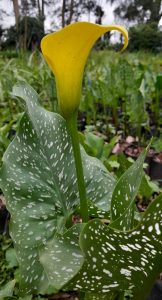 Yellow arum