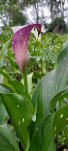 two toned arum