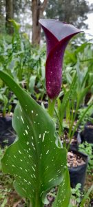 dark arum
