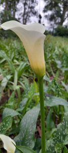 white arum
