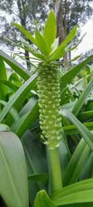 green pineapple flower