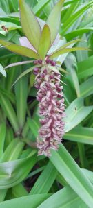 purple pineapple flower