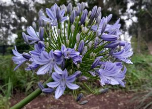 agapanthus
