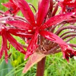 brunsvigia2