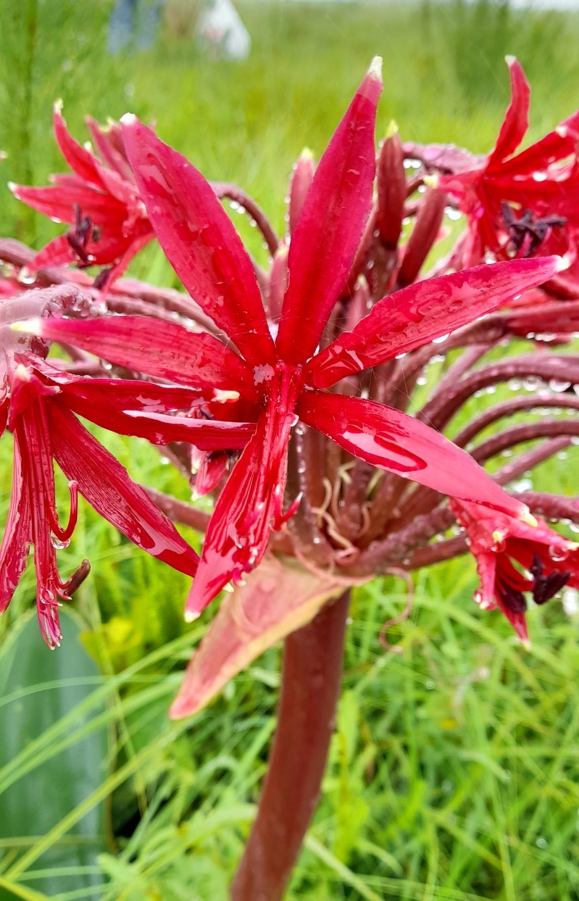 brunsvigia2