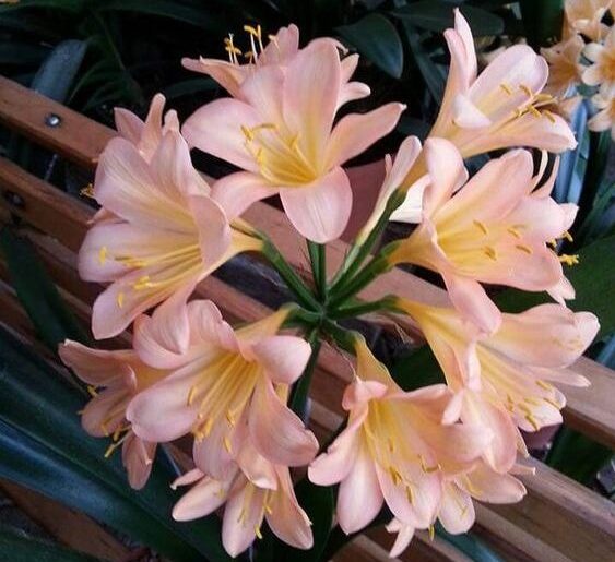 clivia - stock image(1)