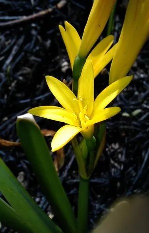 c breviflorus c breviflorus