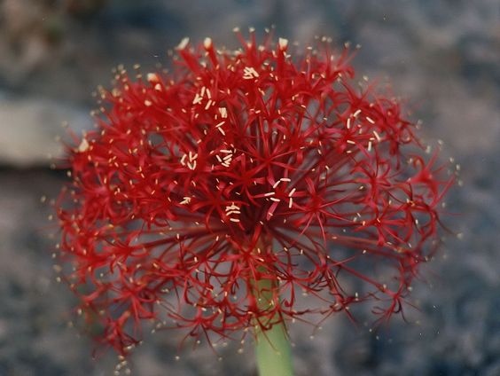 scadoxus - stock image