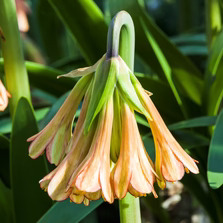 c falcatus