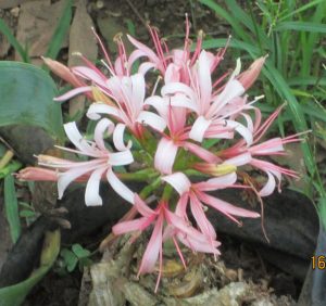 Ammocharis coranica
