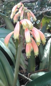 Clivia caulescens