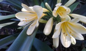 Clivia miiata subspecies Citrina