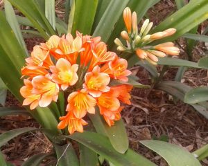Clivia miniata