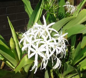 Crinum asaiticum