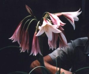 Crinum bulbispermum