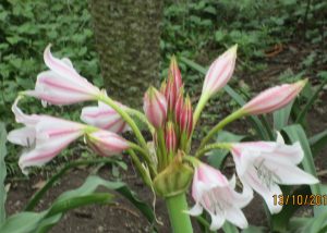 Crinum macowanii