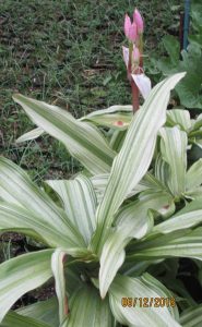 Crinum moorei Variegated