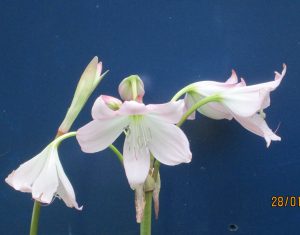Crinum moorei