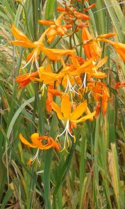 Crocosmia aurea