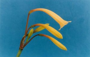 Cyrtanthus Two Tone