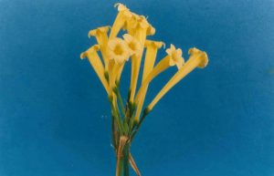 Cyrtanthus Yellow