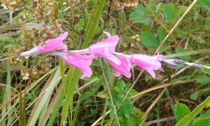 Dierama floriferum