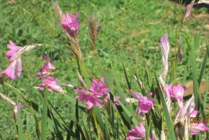 Dierama pauciflorum