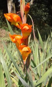 Gladiolus dalenii copper-red