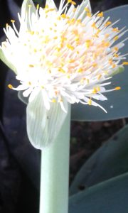 Haemanthus albiflos