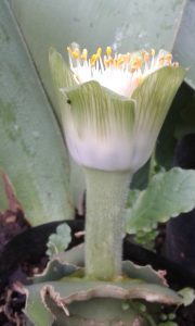 Haemanthus deformis