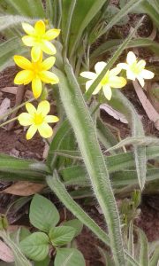 Hypoxis acuminata