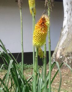 Kniphofia praecox
