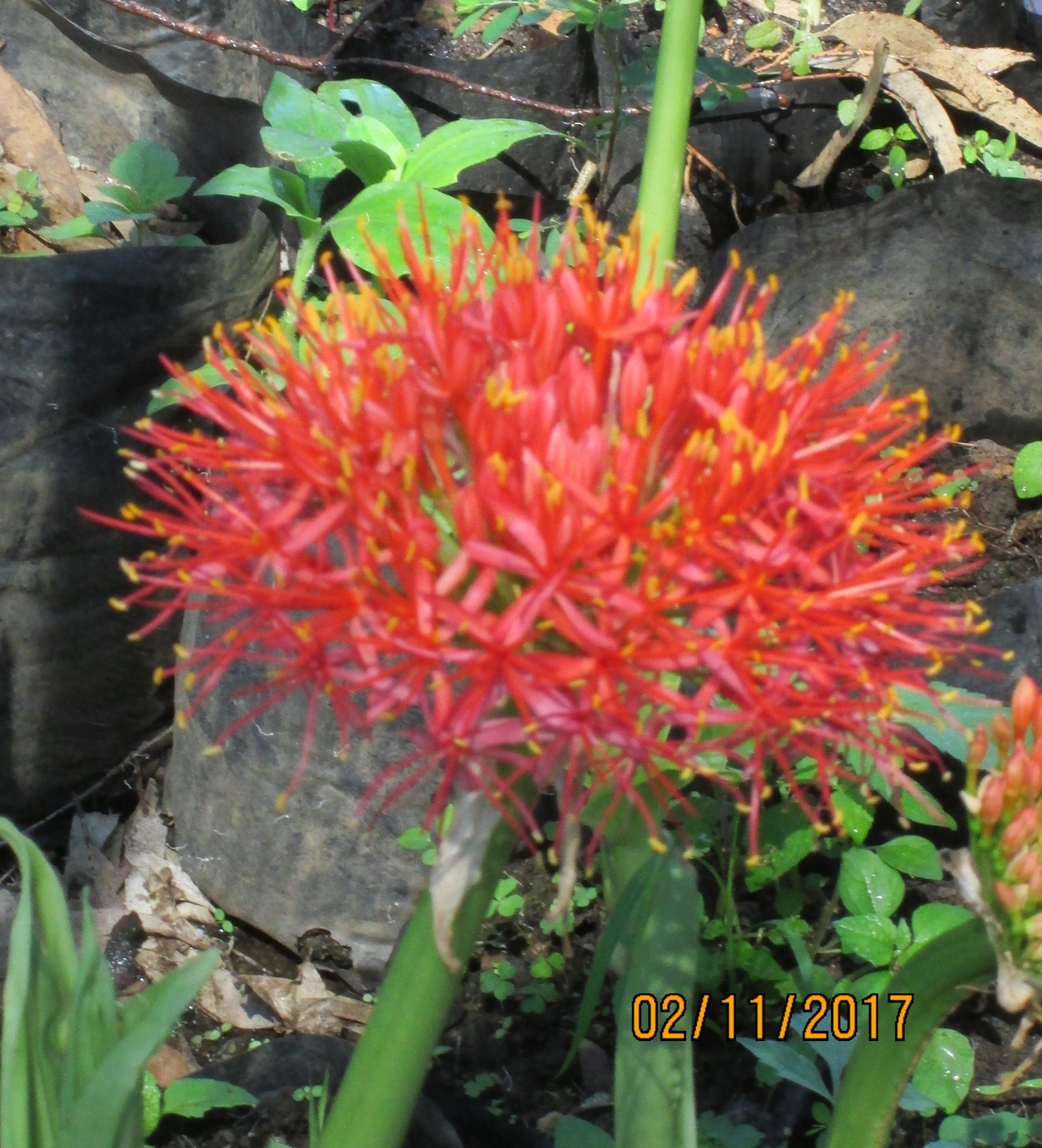 Scadoxus multiflorus Scadoxus multiflorus