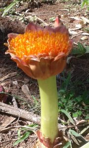 Scadoxus puniceus