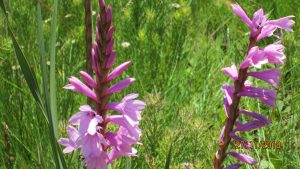 Watsonia confusa