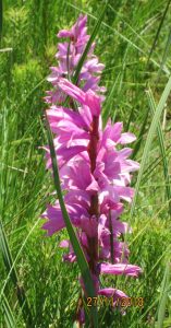 Watsonia densiflora