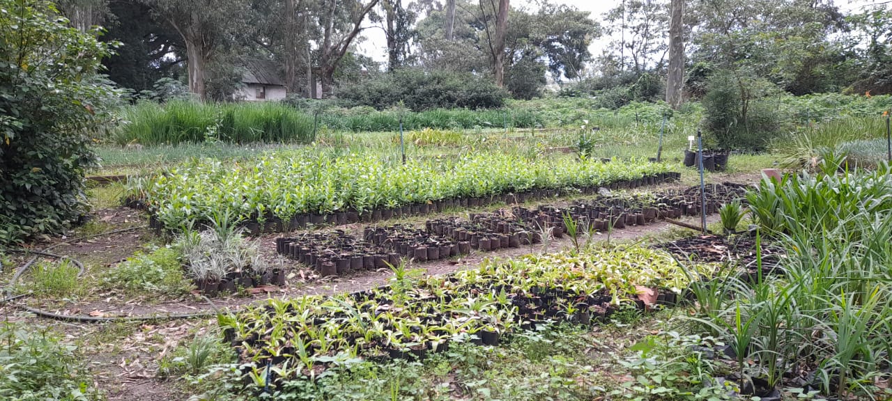 nursery image
