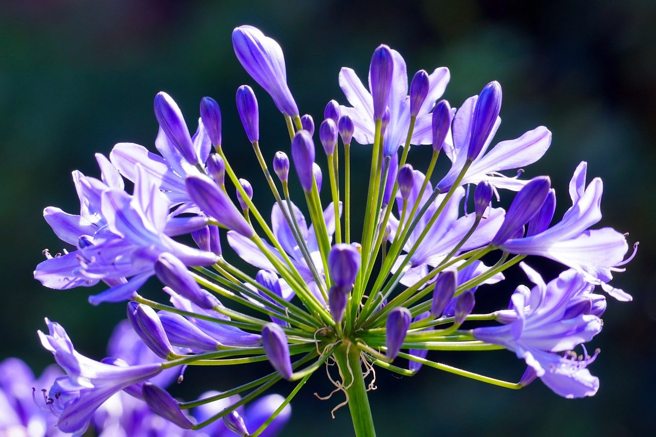 agapanthus - stock image