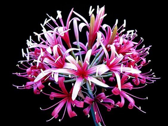 ammocharis
