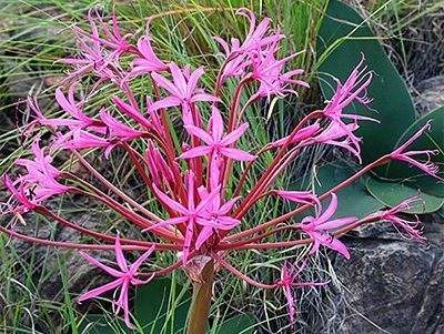 brunsvigia