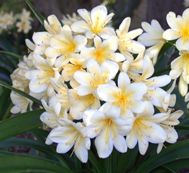 citrina (1)