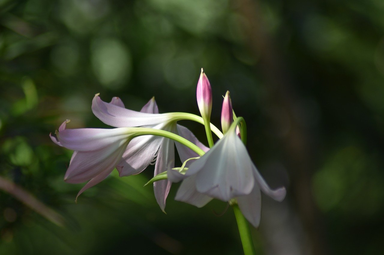 crinum-latifolium - stock image