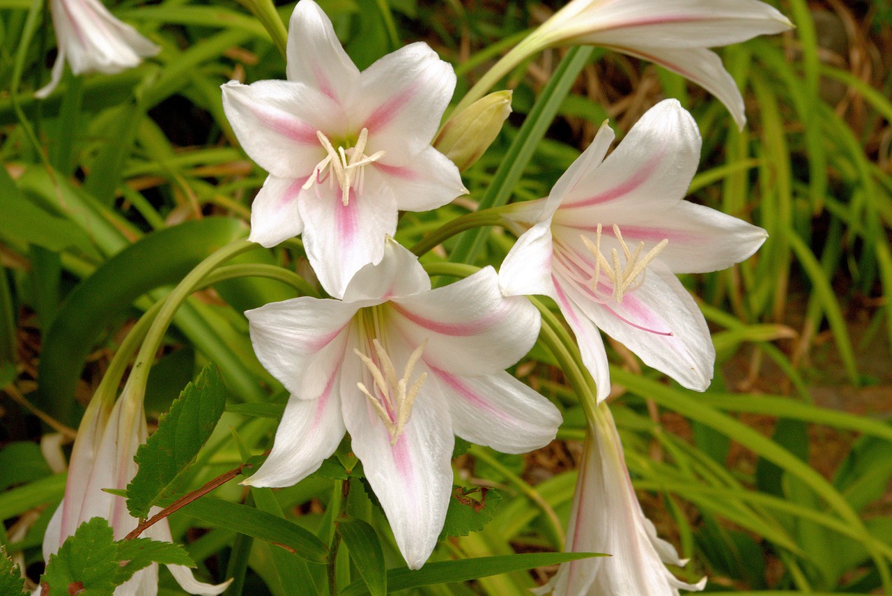 crinum - stock image2
