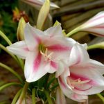 crinum-lily-blossoms-3545558_1280
